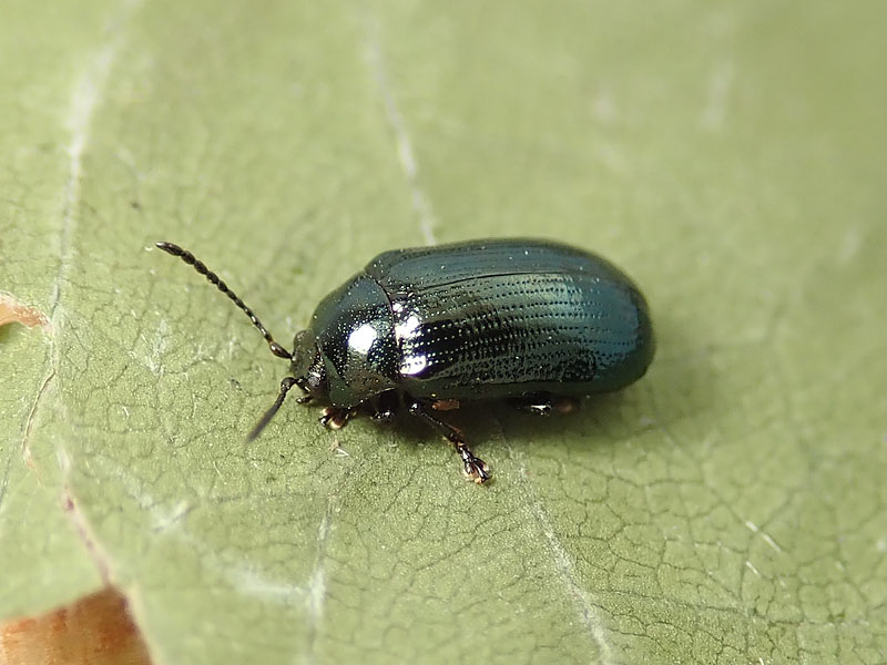 Chrysomelidae: Phratora laticollis (cf.)